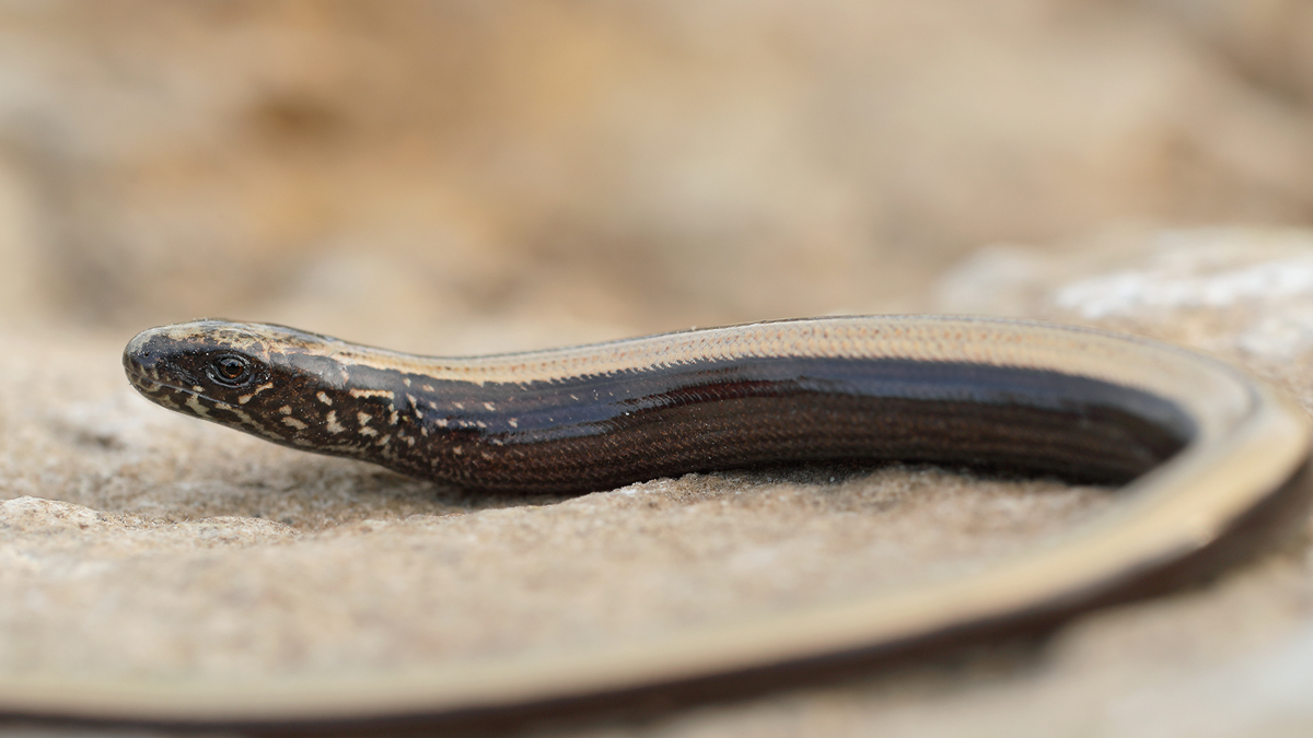 Kleine Schleiche