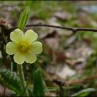 Kleine Schlüsselblume