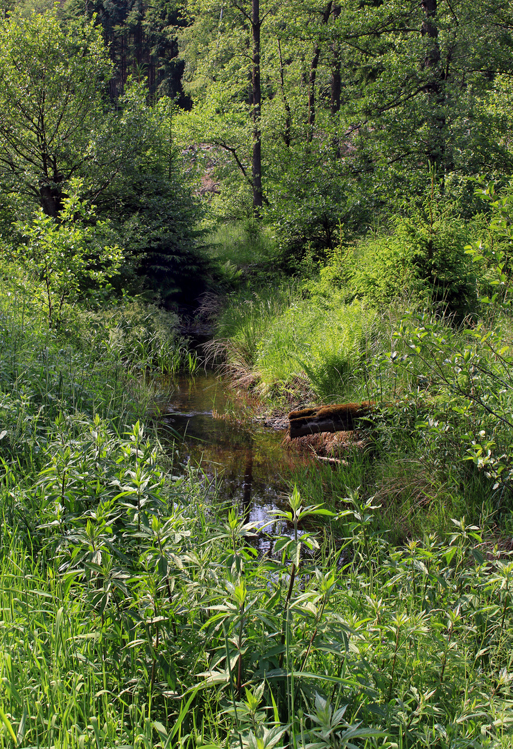 Kleine Schmalenau im Naturpark Arnsberger Wald