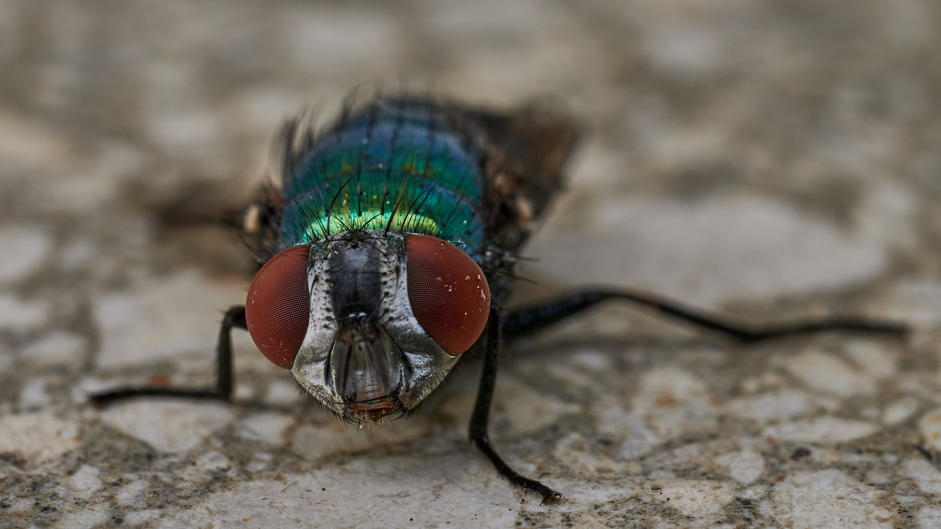 Kleine Schmeißfliege