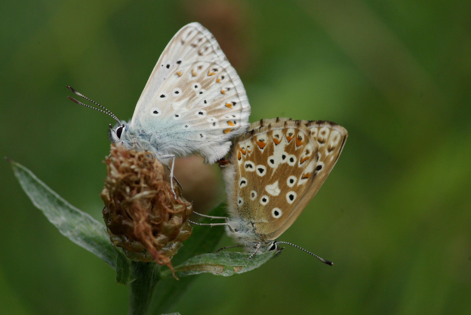 kleine Schmetterlinge machen