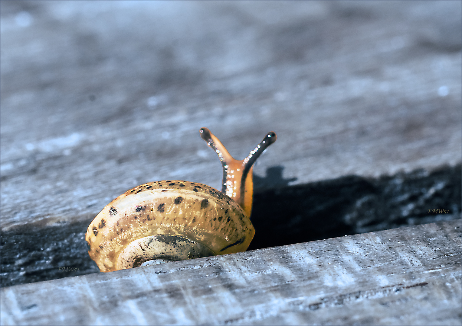 Kleine Schneck auf dem Gartentisch