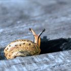 Kleine Schneck auf dem Gartentisch