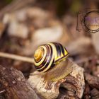 Kleine Schnecke..