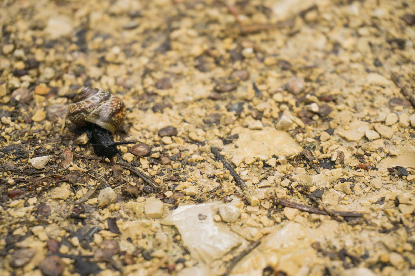 kleine Schnecke