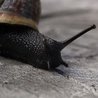 Kleine Schnecke