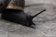 Kleine Schnecke