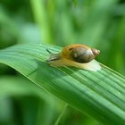 kleine Schnecke