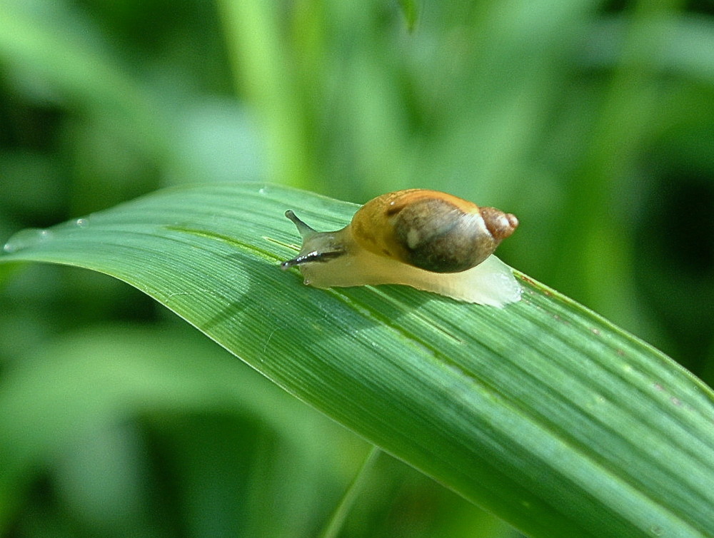 kleine Schnecke