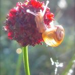 kleine Schnecke 1