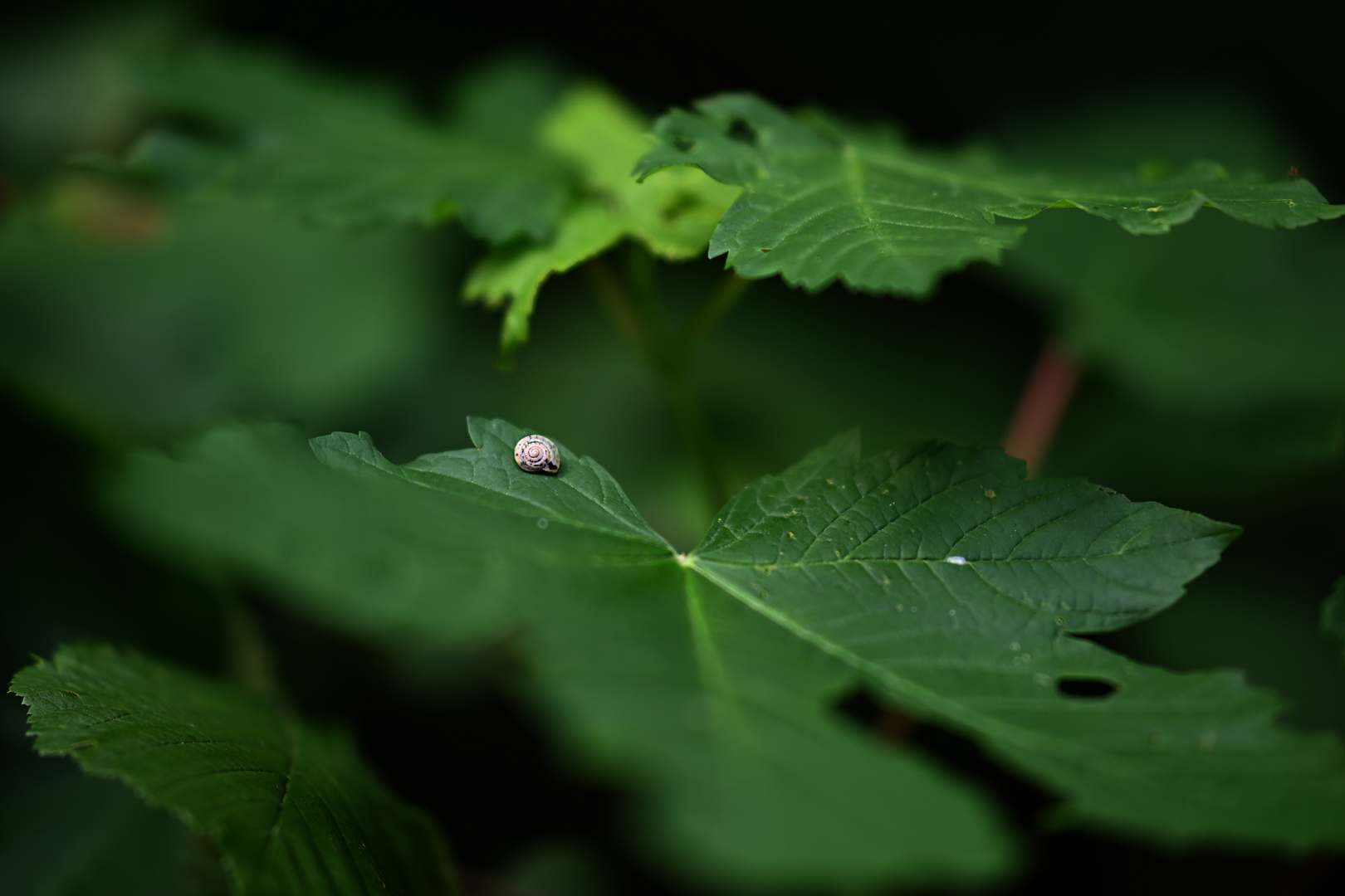 Kleine Schnecke