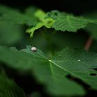 Kleine Schnecke