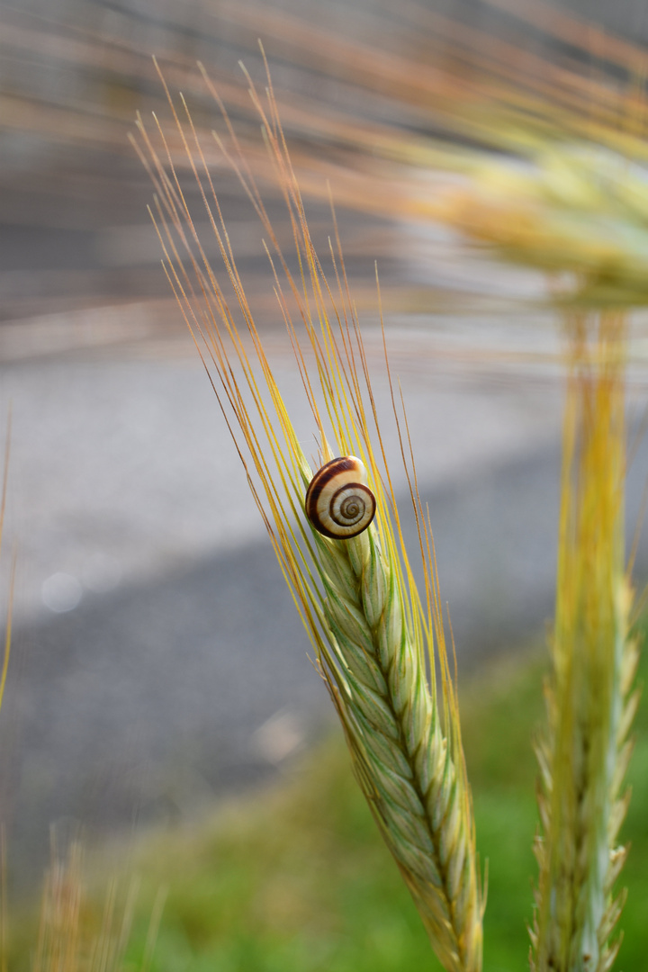 kleine Schnecke