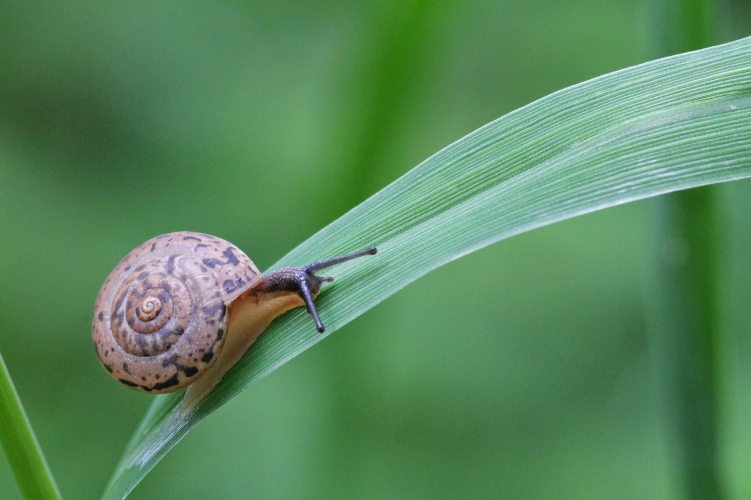 Kleine Schnecke