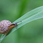 Kleine Schnecke