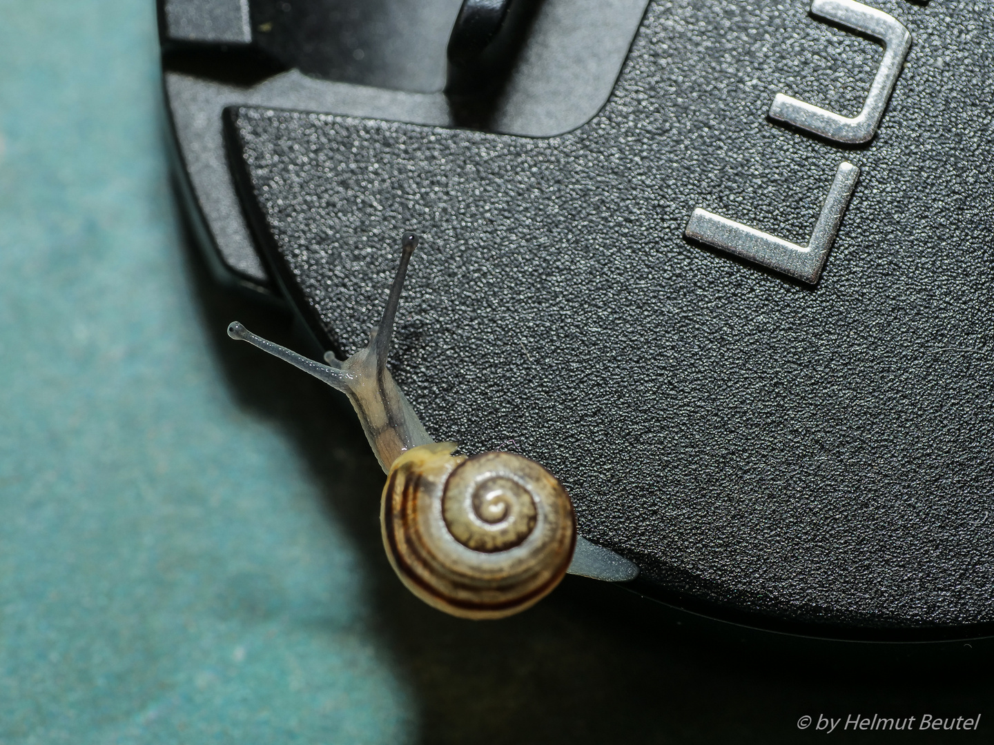 Kleine Schnecke 2