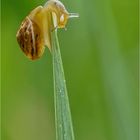 kleine Schnecke