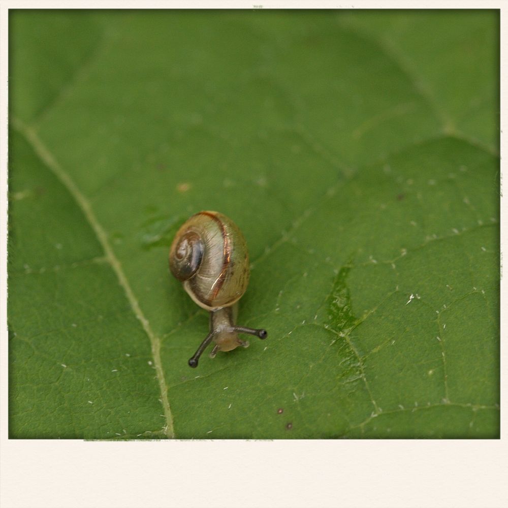 Kleine Schnecke