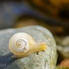 Kleine Schnecke