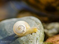 Kleine Schnecke