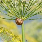 kleine Schnecke