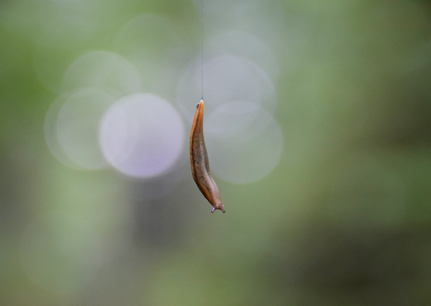 Kleine Schnecke