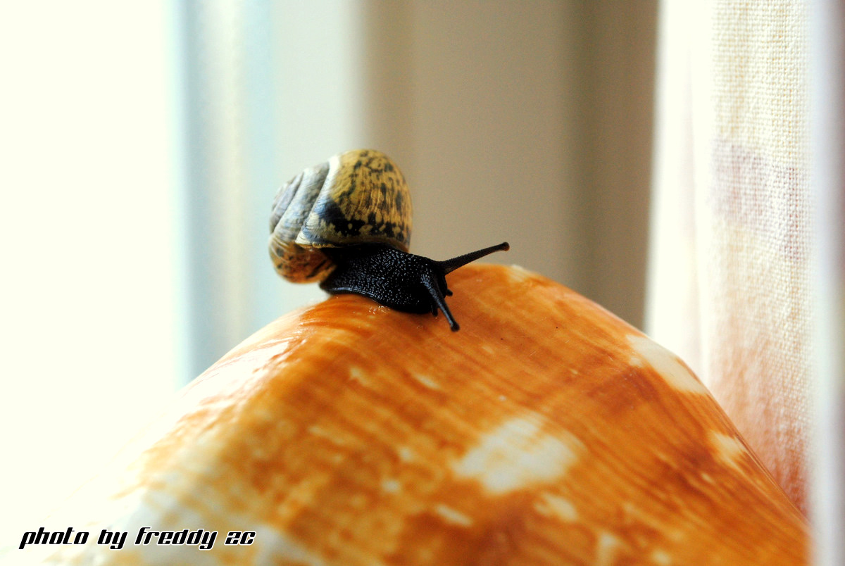 Kleine Schnecke...