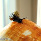 Kleine Schnecke...