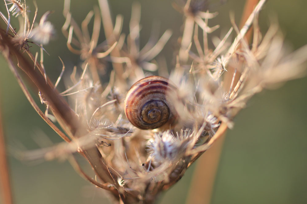 kleine Schnecke