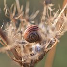 kleine Schnecke