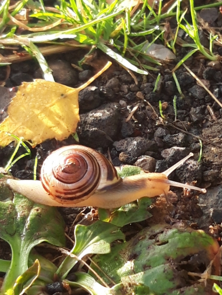 Kleine Schnecke