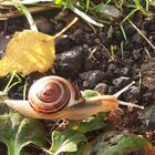 Kleine Schnecke