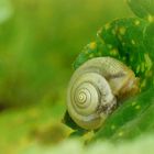 Kleine Schnecke