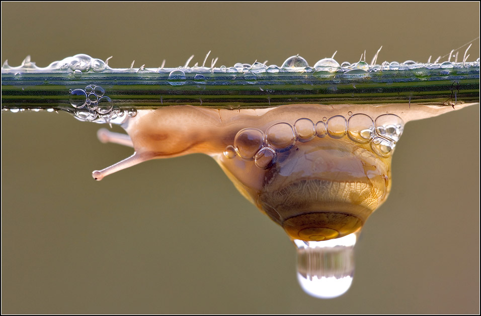 Kleine Schnecke