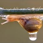 Kleine Schnecke