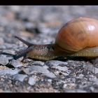 Kleine Schnecke