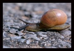 Kleine Schnecke