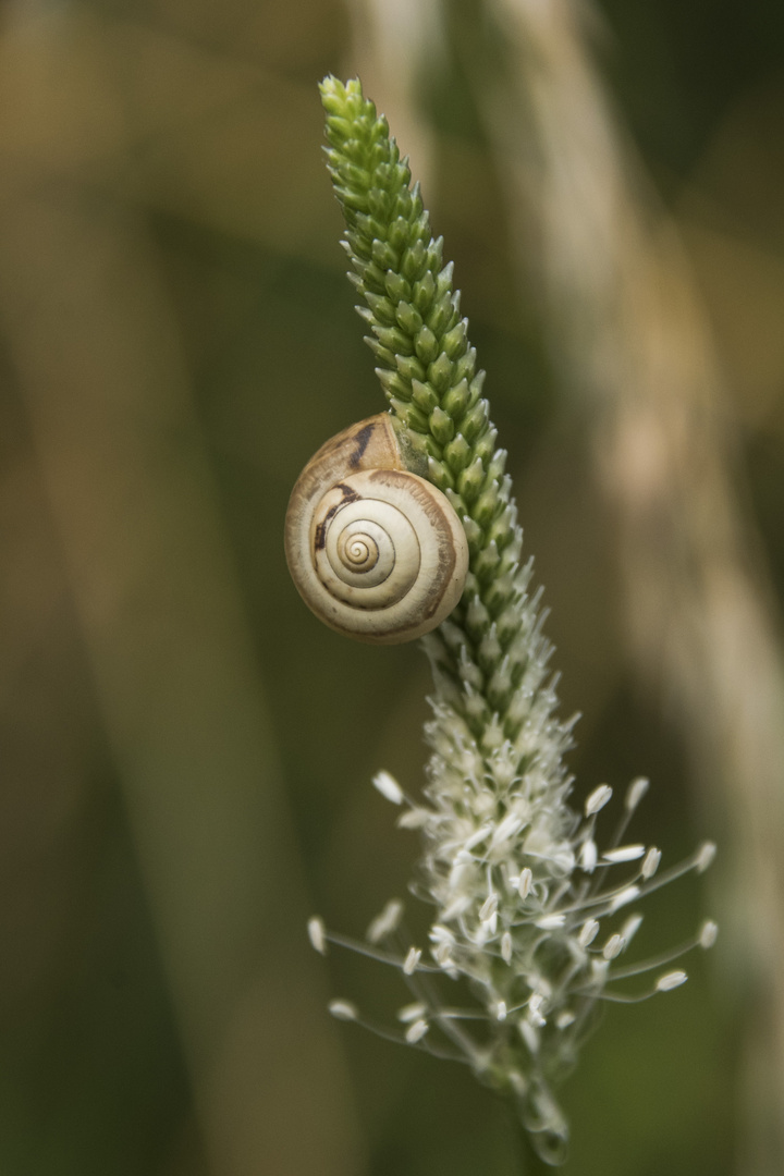 Kleine Schnecke