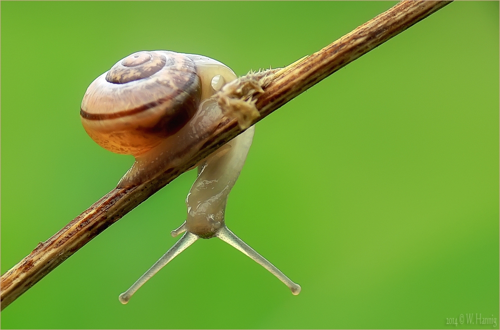 Kleine Schnecke