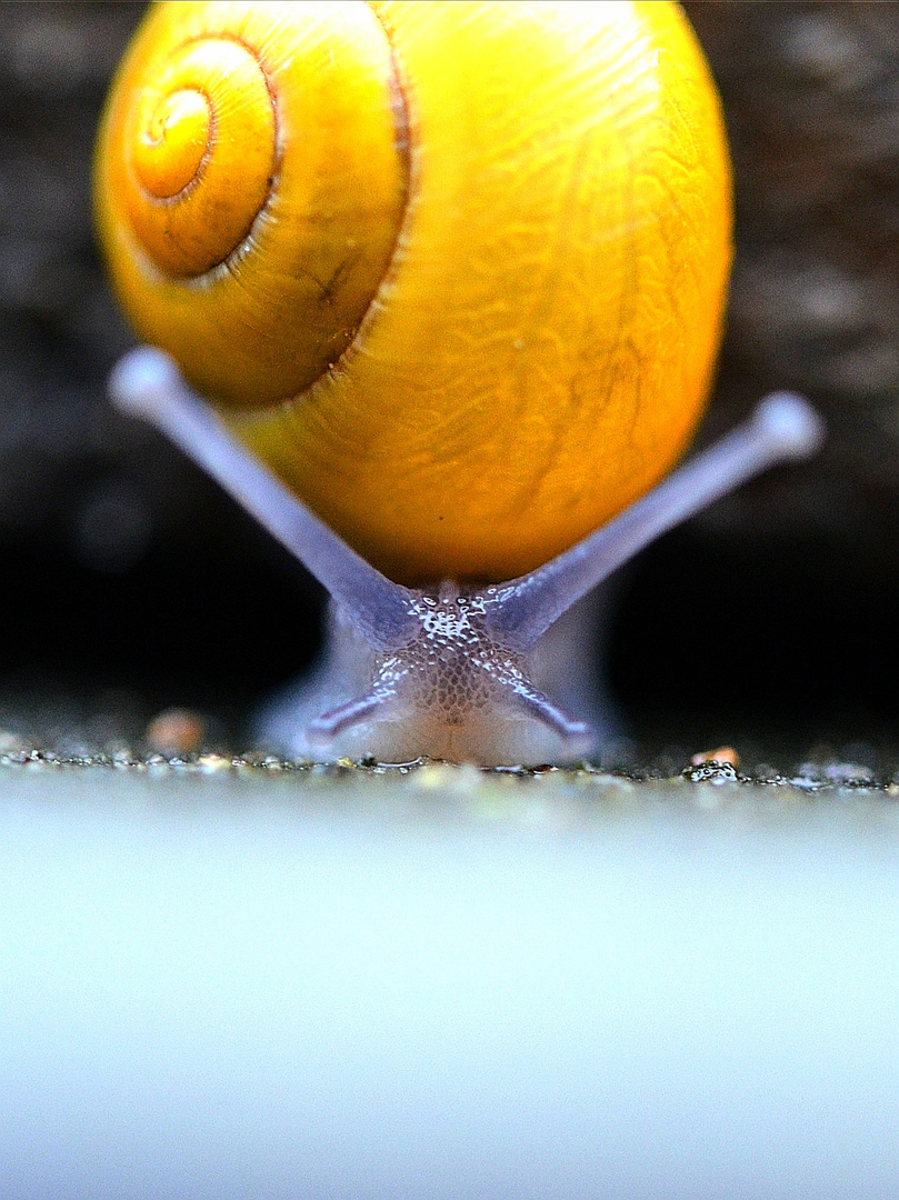 Kleine Schnecke