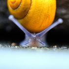 Kleine Schnecke