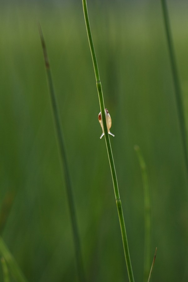 Kleine Schnecke