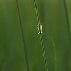 Kleine Schnecke