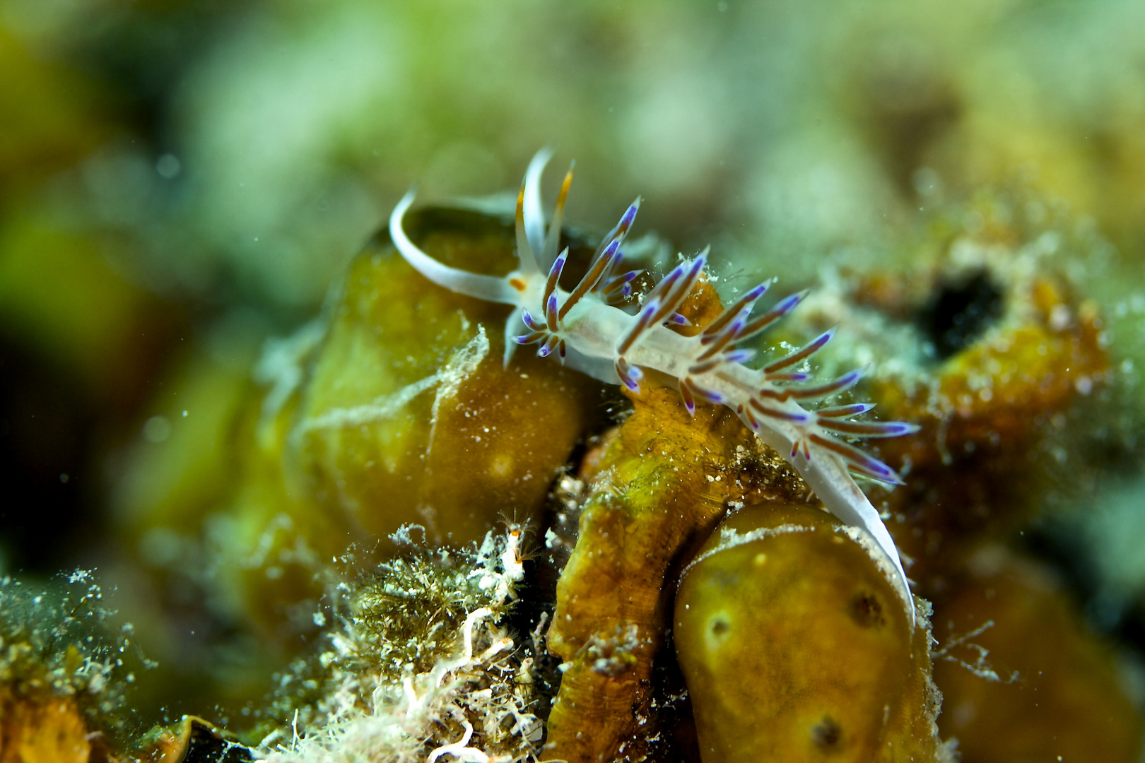 Kleine Schnecke