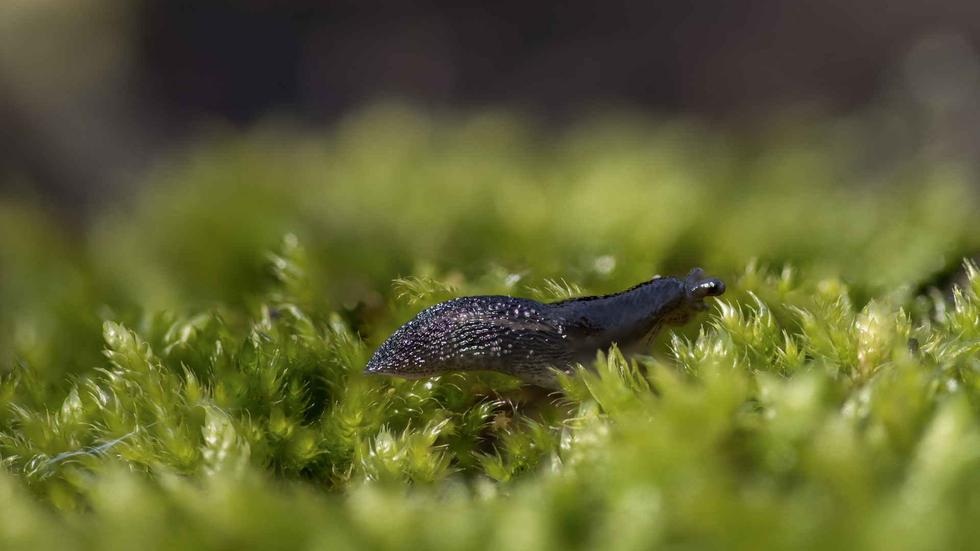 Kleine Schnecke