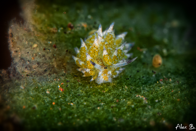 kleine Schnecke