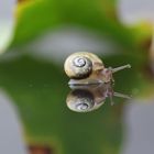 Kleine Schnecke