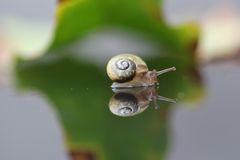 Kleine Schnecke