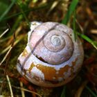 kleine Schnecke