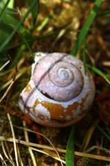 kleine Schnecke